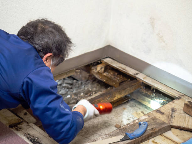 Best Mold Cleaning Services  in Paddock Lake, WI