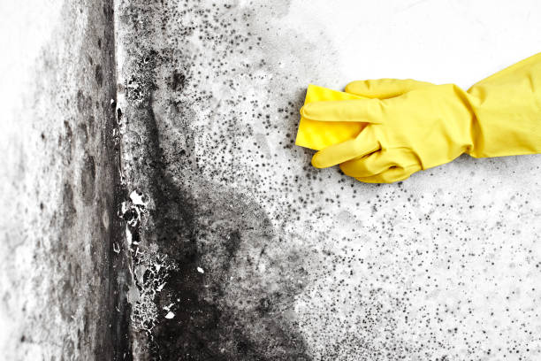 Best Mold Damage Repair  in Paddock Lake, WI