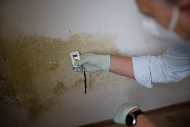 Best Black Mold Removal  in Paddock Lake, WI