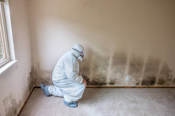 Best Mold Damage Repair  in Paddock Lake, WI