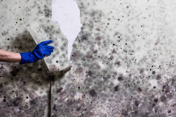 Best Office Mold Removal Services  in Paddock Lake, WI