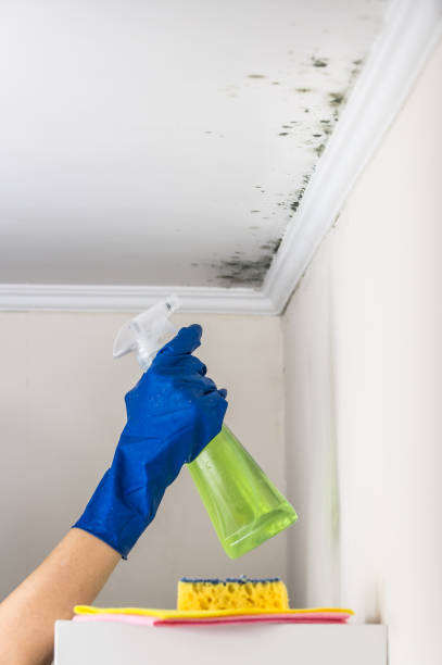 Best Mold Removal Specialists  in Paddock Lake, WI