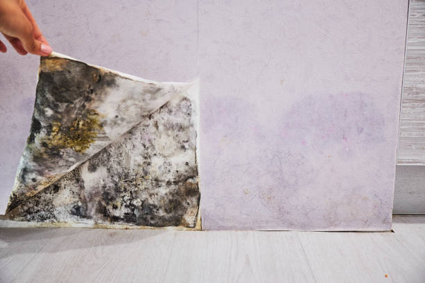 Best Emergency Mold Removal  in Paddock Lake, WI